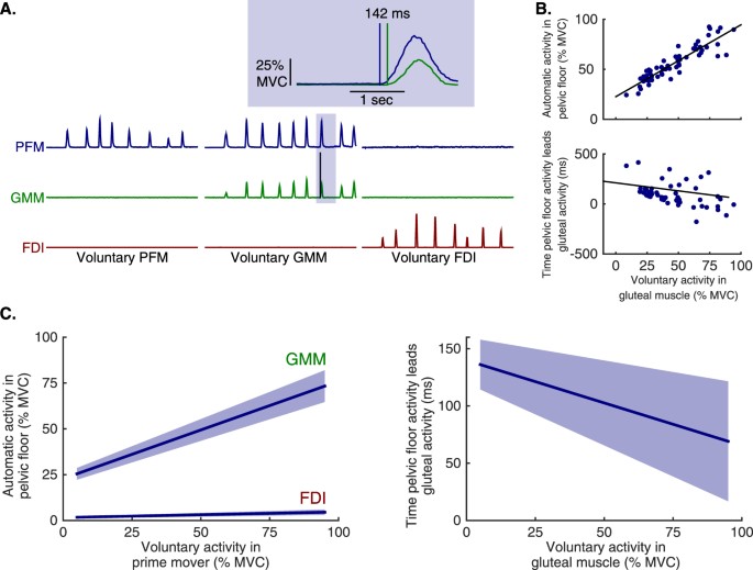 Distributed Representation Of Pelvic Floor Muscles In Human Motor