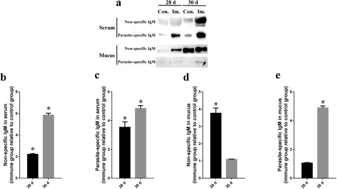 Characterization and immune regulation role of an immobilization