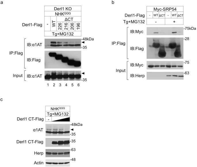 Molecular Mechanism Of Er Stress Induced Pre Emptive Quality Control Involving Association Of The Translocon Derlin 1 And Hrd1 Scientific Reports