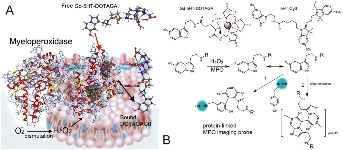 High-resolution Imaging of Myeloperoxidase Activity Sensors in Human  Cerebrovascular Disease | Scientific Reports