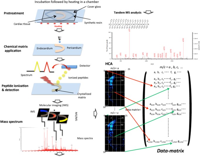 Mass Spectrometry Flow Chart