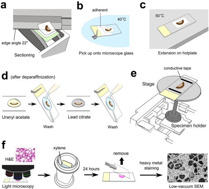 Informative Three Dimensional Survey Of Cell Tissue Architectures In Thick Paraffin Sections By Simple Low Vacuum Scanning Electron Microscopy Scientific Reports