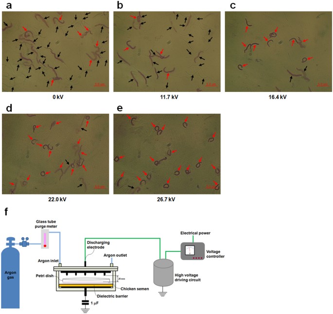 Non-thermal plasma treatment improves chicken sperm motility via the regulation of demethylation levels | Scientific Reports Non-thermal plasma treatment improves chicken sperm motility via the regulation of demethylation levels | Scientific Reports