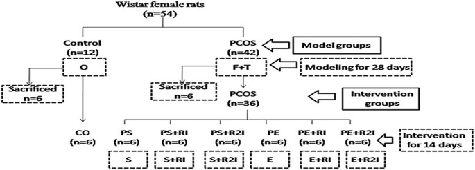 O Ordinaryt F High Fatt T Testosterone Propionate Control Control Group Pcos Pcos Model Group S No Exercise Ps Ri Sedentary With 5 O Ordinaryt F High Fatt T Testosterone Propionate Control Control Group Pcos Pcos Model Group S No Exercise Ps Ri Sedentary With 5