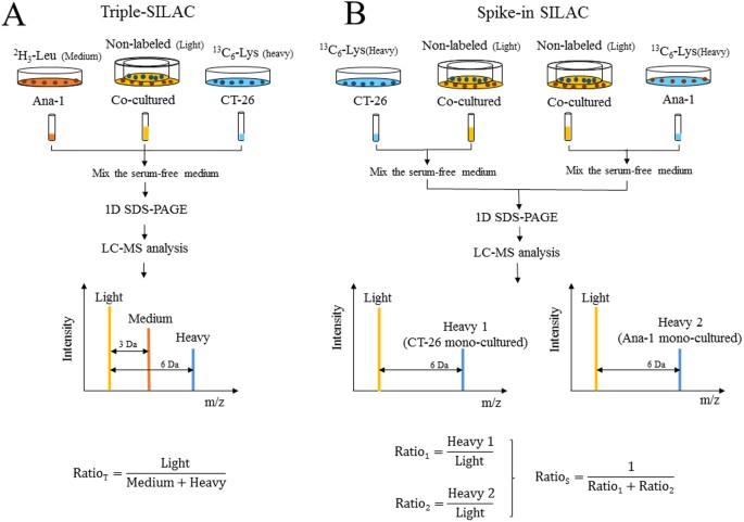 Silac–based quantitative ms approach for real-time recording protein-mediated cell-cell interactions