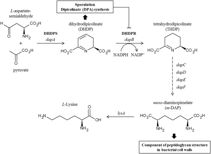 purchase glutathione Buy Glutathione Peptide