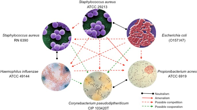 Staphylococcus aureus as a cause of refractory chronic rhinosinusitis