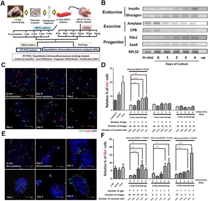 Porcine Neonatal Pancreatic Cell Clusters Maintain Their Multipotency in  Culture and After Transplantation | Scientific Reports