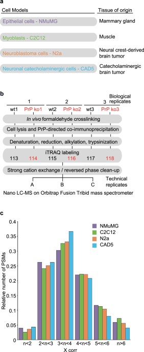 The prion protein is embedded in a molecular environment that modulates transforming growth factor β and integrin signaling