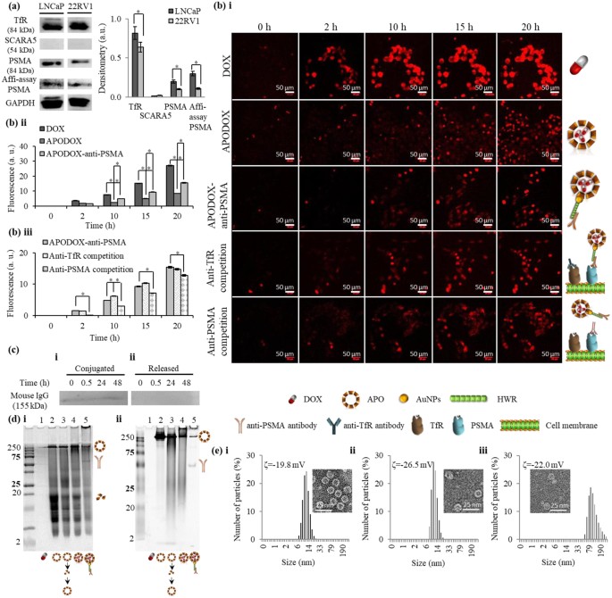 Prostate Specific Membrane Antigen Targeted Site Directed Antibody Conjugated Apoferritin Nanovehicle Favorably Influences In Vivo Side Effects Of Doxorubicin Scientific Reports