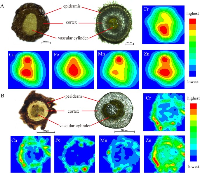 Localization And Speciation Of Chromium In Coptis Chinensis Franch Using Synchrotron Radiation X Ray Technology And Laser Ablation Icp Ms Scientific Reports