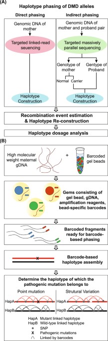 Targeted Linked Read Sequencing For Direct Haplotype Phasing