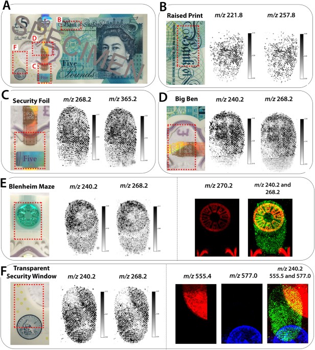 Latent fingerprint images on the aluminum foil substrates (A) N-CDs and