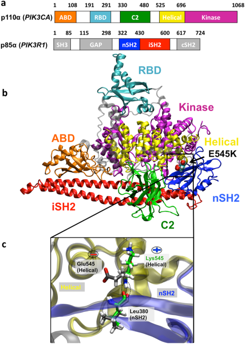 Insights into the mechanism of the pik3ca e545k activating mutation using md simulations