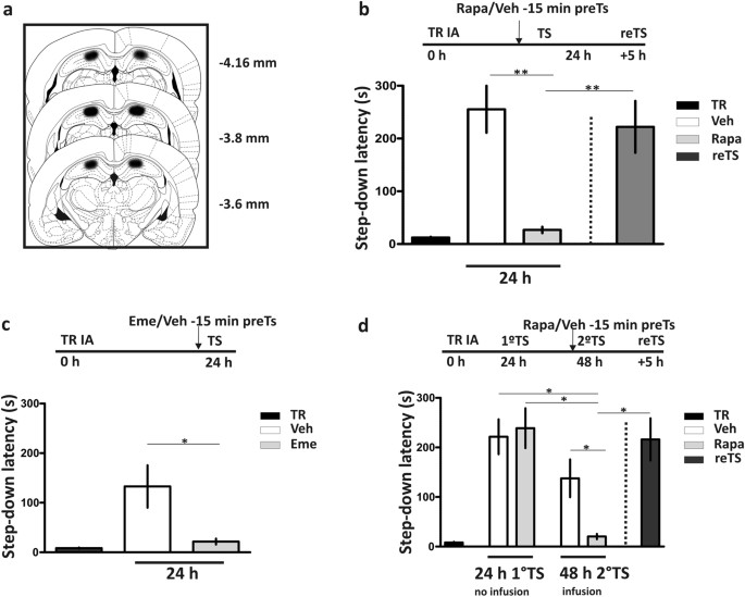 Mtorc1 controls long-term memory retrieval