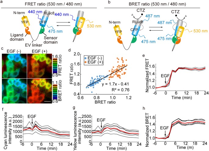 a platform of bret fret hybrid biosensors for optogenetics chemical