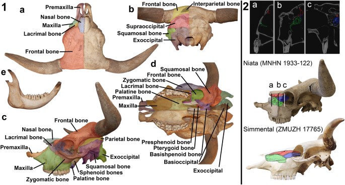 Resurrecting Darwin's Niata - anatomical, biomechanical, genetic, and  morphometric studies of morphological novelty in cattle | Scientific Reports