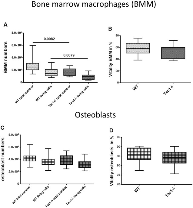 Substance P Modulates Bone Remodeling Properties Of Murine