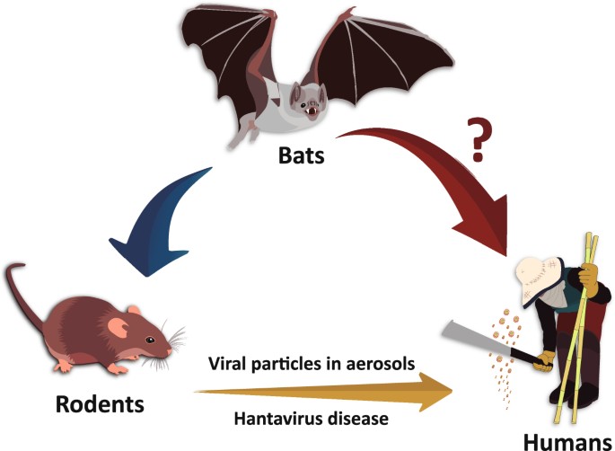 Natural infection of Neotropical bats with hantavirus in ...