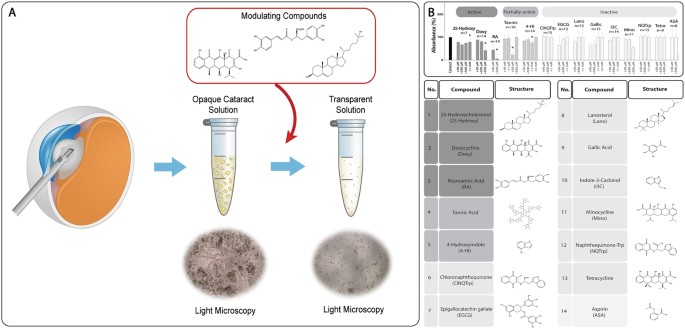 Rosmarinic Acid Restores Complete Transparency of Sonicated Human Cataract  Ex Vivo and Delays Cataract Formation In Vivo | Scientific Reports