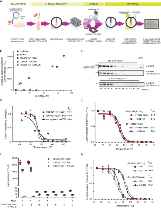 A Widely Applicable High Throughput Cellular Thermal Shift Assay