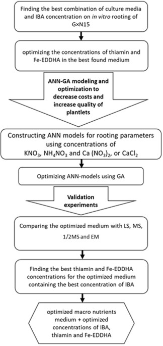 Modeling and Optimizing a New Culture Medium for In Vitro Rooting of G×N15 Prunus Rootstock Artificial Neural Network-Genetic Algorithm Scientific