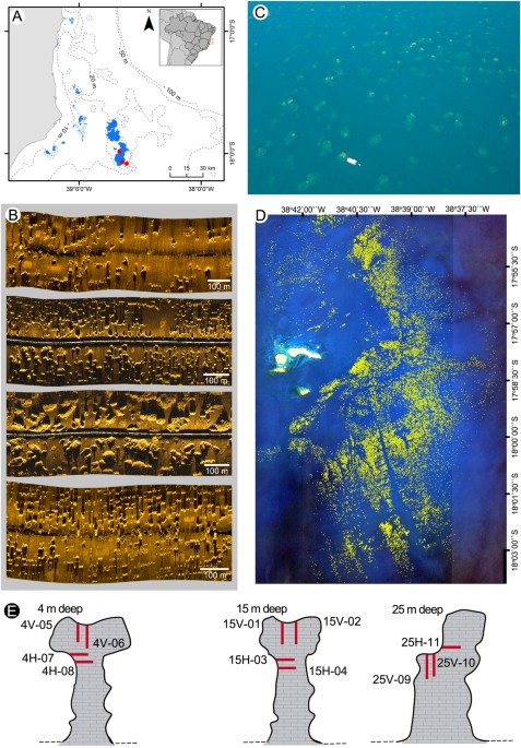 bryozoans are major modern builders of south atlantic oddly shaped