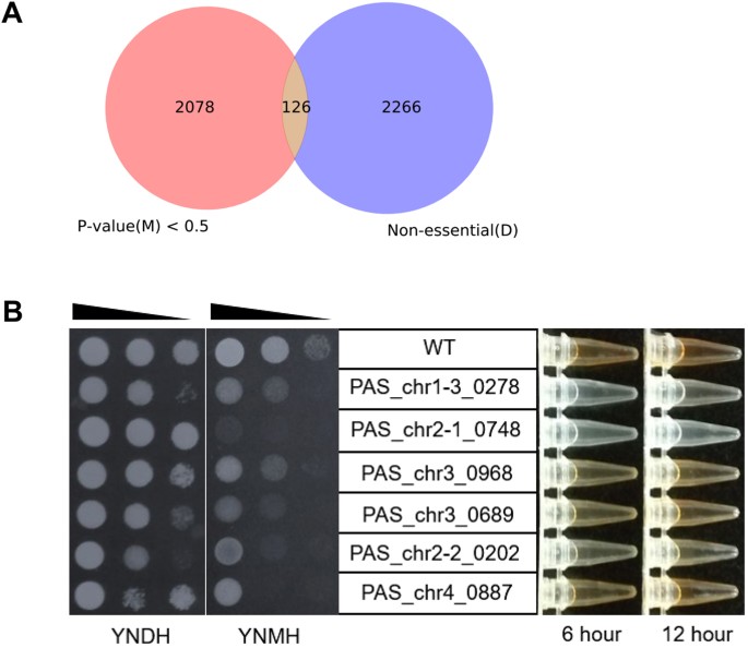 genome wide determination of gene essentiality by transposon all of the following are necessary to include in a venn diagram except