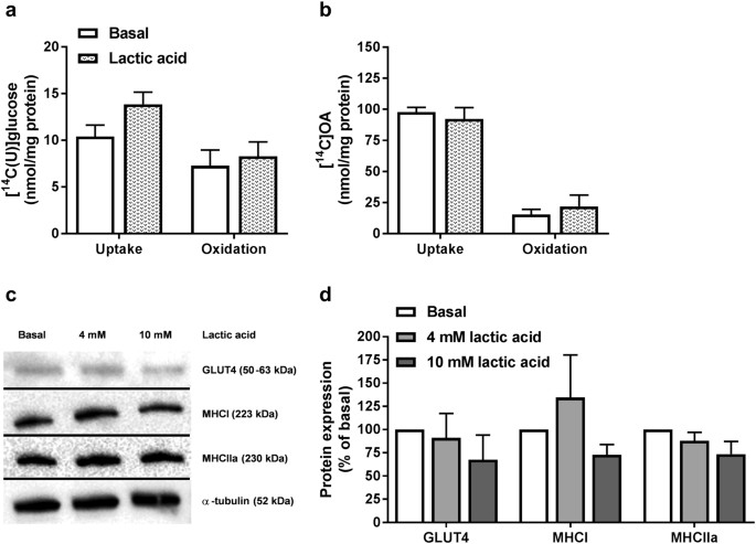 utilization of lactic acid