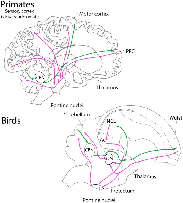 Parrot Intelligence Chart