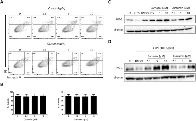 Naturally Derived Heme Oxygenase 1 Inducers Attenuate Inflammatory Responses In Human Dendritic Cells And T Cells Relevance For Psoriasis Treatment Scientific Reports
