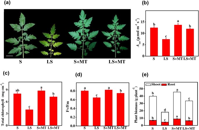 Melatonin Alleviates Low Sulfur Stress By Promoting Sulfur Homeostasis In Tomato Plants Scientific Reports