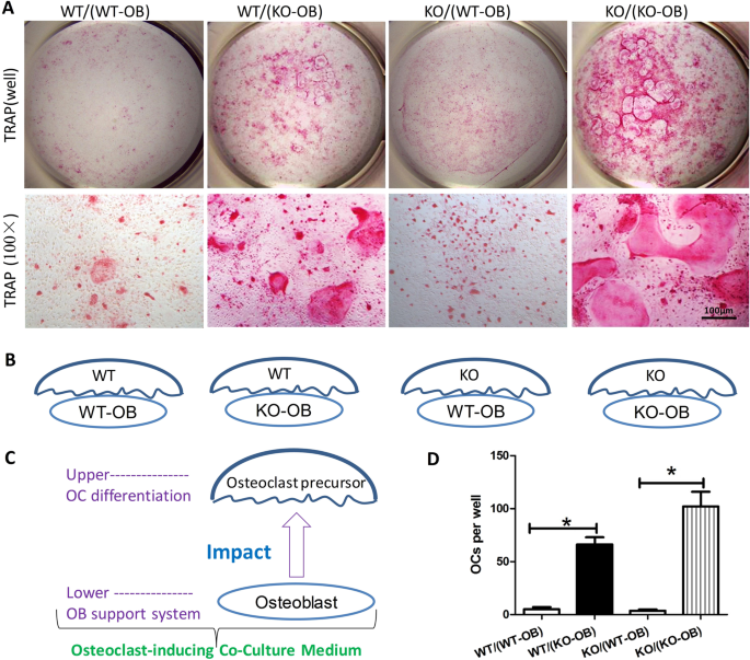 Evidence for excessive osteoclast activation in SIRT6 null mice |  Scientific Reports
