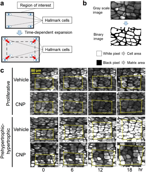 Minimally invasive longitudinal intravital imaging of cellular dynamics in  intact long bone