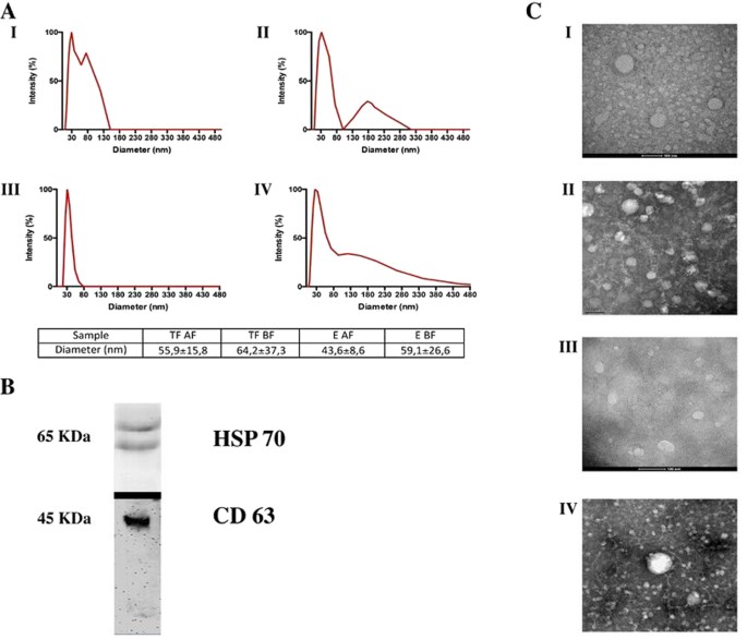 Stability of Circulating Exosomal miRNAs in Healthy Subjects