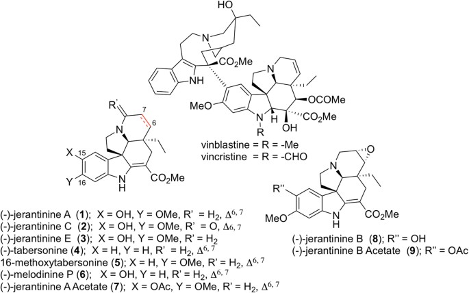 Sustainable Syntheses Of Jerantinines A E And Structural Characterisation Of The Jerantinine Tubulin Complex At The Colchicine Binding Site Scientific Reports