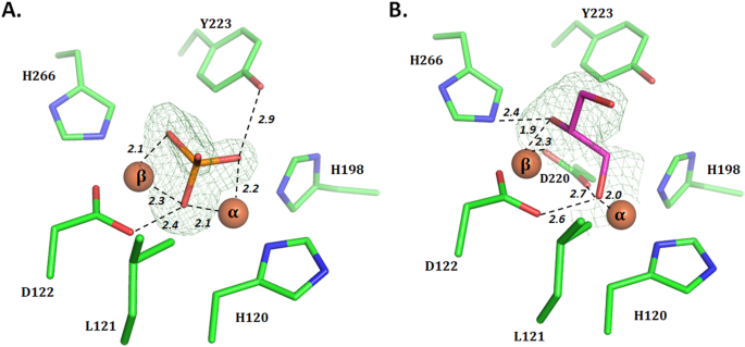 PDF) Structural and Biochemical Characterization of AaL, a Quorum Quenching  Lactonase with Unusual Kinetic Properties