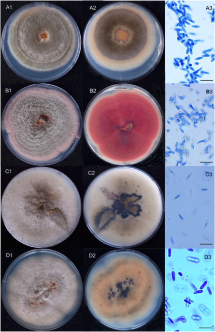 Combined Metabarcoding And Multi locus Approach For Genetic 