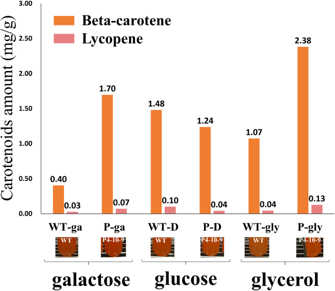 Engineering The Oleaginous Red Yeast Rhodotorula Glutinis For Simultaneous B Carotene And Cellulase Production Scientific Reports Engineering The Oleaginous Red Yeast Rhodotorula Glutinis For Simultaneous B Carotene And Cellulase Production Scientific Reports
