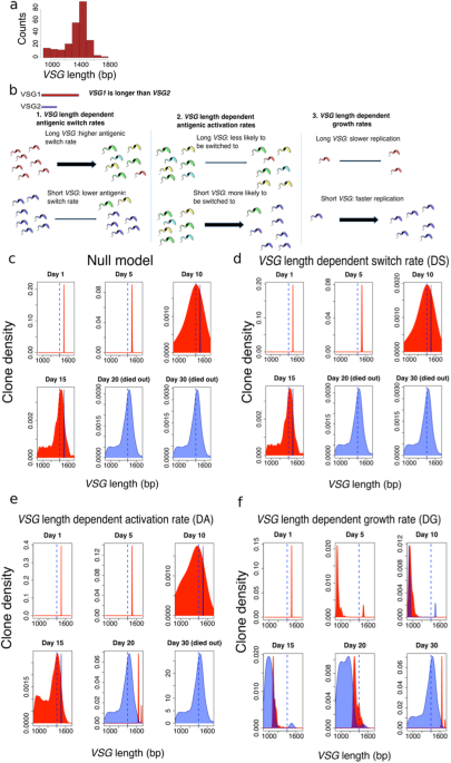 faster growth with shorter antigens can explain a vsg hierarchyvsg length dependent population dynamics of t brucei (a) distribution of lengths for all 252 vsgs detected in four mouse infections