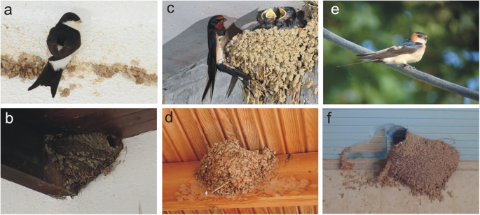 Mineralogical and textural characteristics of nest building geomaterials  used by three sympatric mud-nesting hirundine species