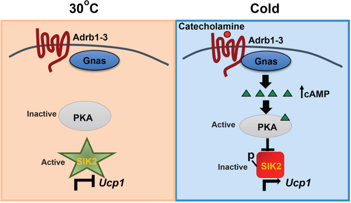 Physiogenex presents the SDT Fatty Rat at Keystone Symposia 2020