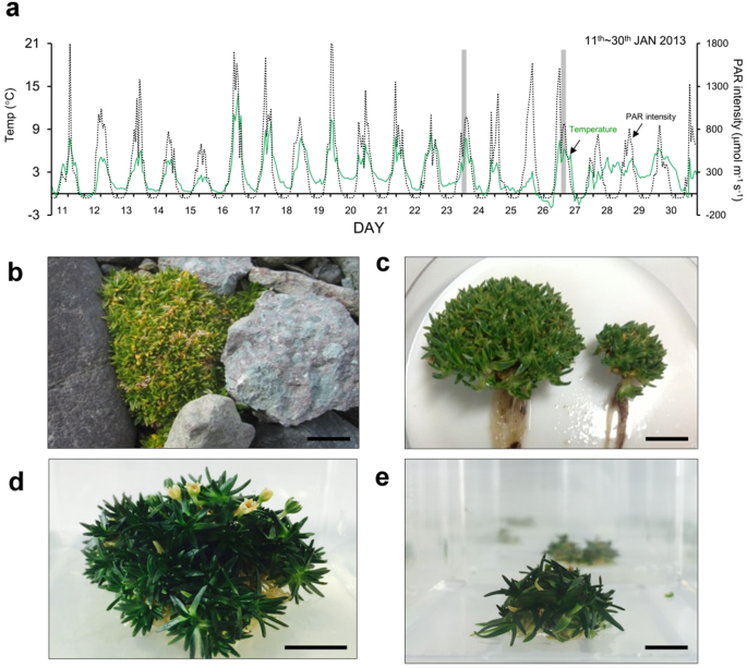 Researchers develop new method to analyze proteins in ecologically  significant moss