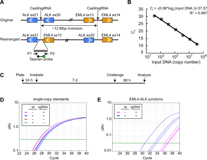 Exposure To Galactic Cosmic Radiation Compromises Dna Repair And Increases The Potential For Oncogenic Chromosomal Rearrangement In Bronchial Epithelial Cells Scientific Reports