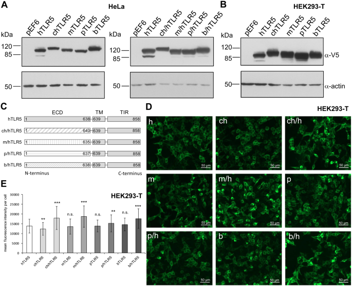 Functional Expression Of Tlr5 Of Different Vertebrate Species And Diversification In Intestinal Pathogen Recognition Scientific Reports