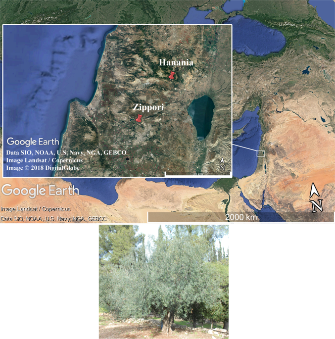 Radiocarbon analysis of modern olive wood raises doubts concerning a  crucial piece of evidence in dating the Santorini eruption | Scientific  Reports