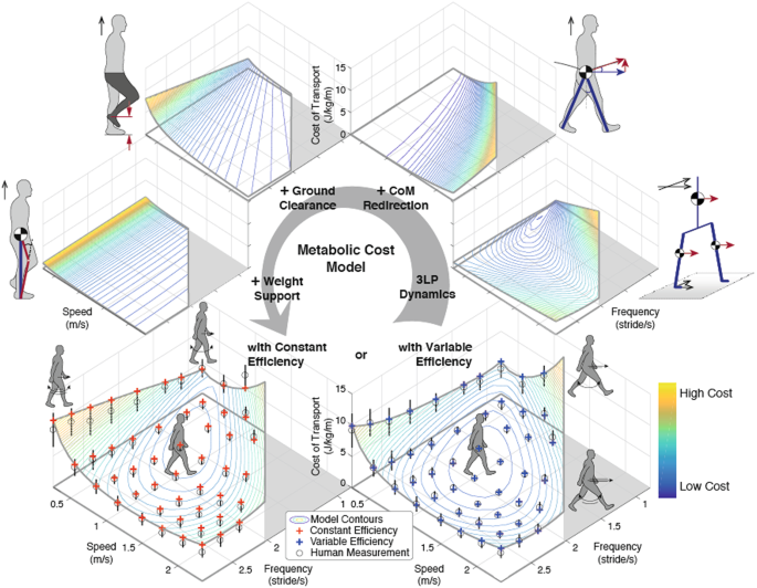 A simple model of mechanical effects to estimate metabolic cost of human  walking | Scientific Reports