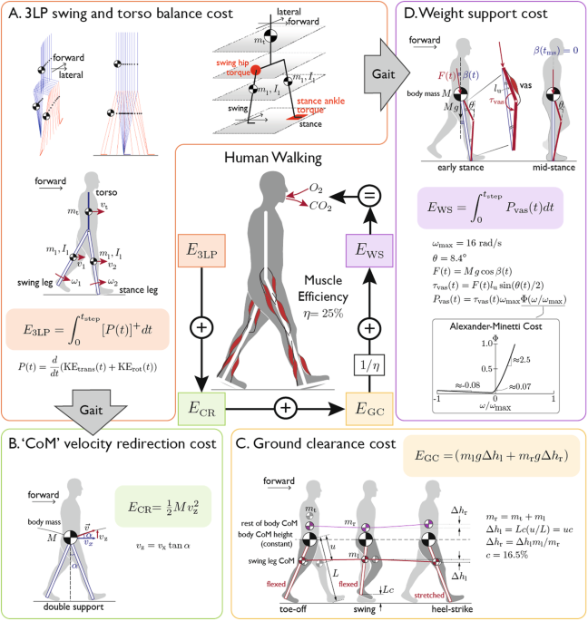 A simple model of mechanical effects to estimate metabolic cost of
