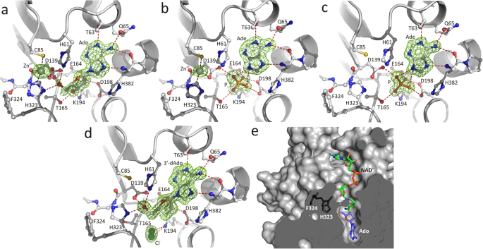 Metal-cation regulation of enzyme dynamics is a key factor influencing the activity of S-adenosyl-l-homocysteine hydrolase from Pseudomonas aeruginosa | Scientific Reports Metal-cation regulation of enzyme dynamics is a key factor influencing the activity of S-adenosyl-l-homocysteine hydrolase from Pseudomonas aeruginosa | Scientific Reports
