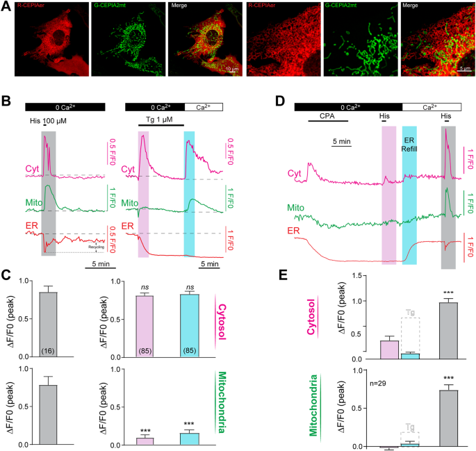 Spatially Restricted Subcellular Ca 2 Signaling Downstream Of Store Operated Calcium Entry Encoded By A Cortical Tunneling Mechanism Scientific Reports